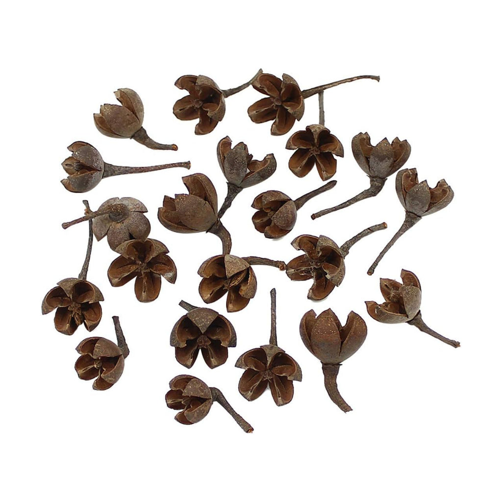 Queenbox 20Pcs Natural Dried Cross Fruit Craft DIY, Home Christmas Thanksgiving Decorative Fall Winter Holiday Home Decor