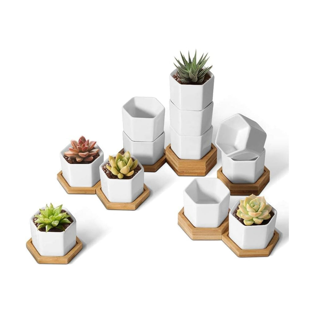 T4U Small Succulent Pots 12 Pack, Mini Flower Planters with Drainage White | Live cactus bonsai starter, Indoor