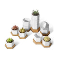 T4U Small Succulent Pots 12 Pack, Mini Flower Planters with Drainage White | Live cactus bonsai starter, Indoor