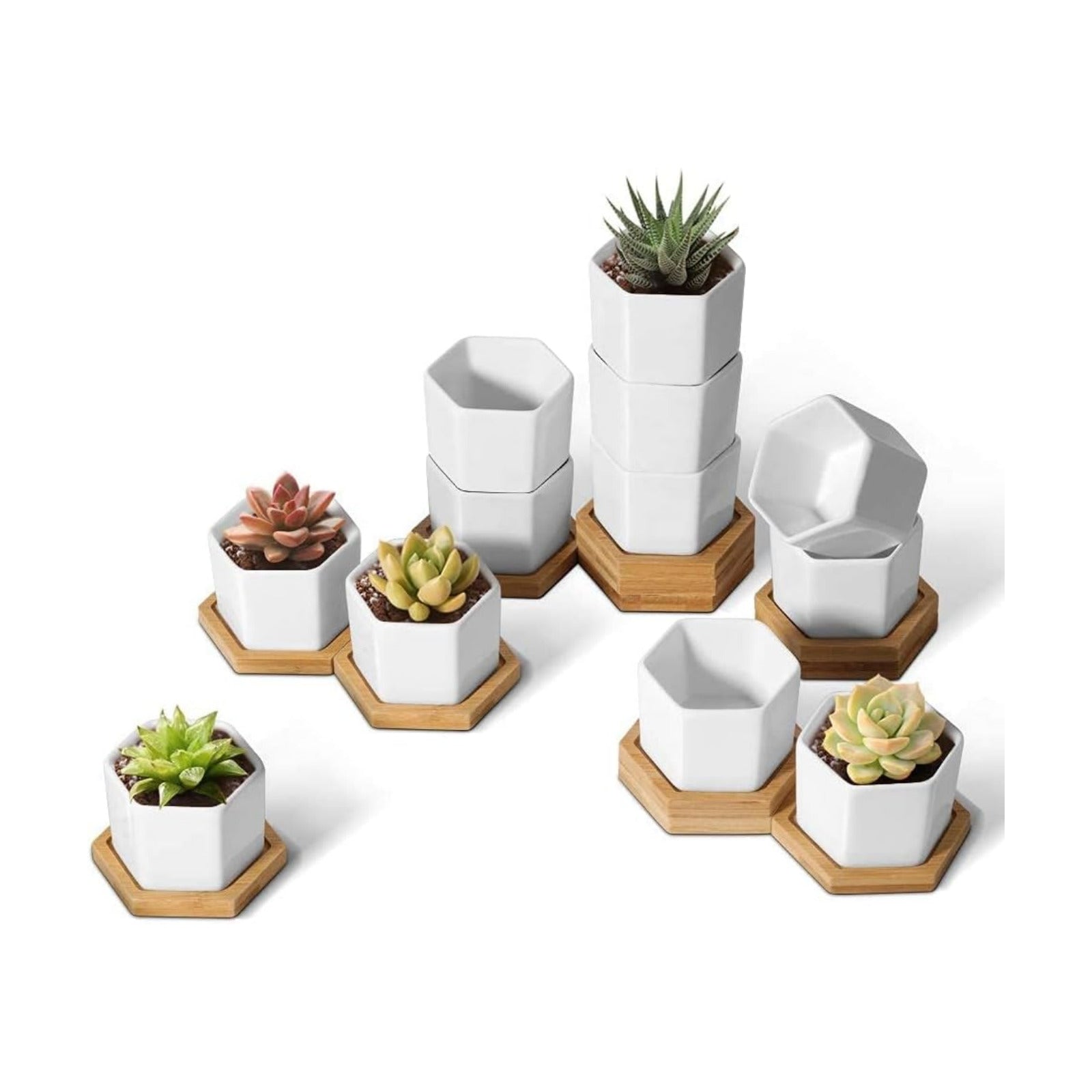T4U Small Succulent Pots 12 Pack, Mini Flower Planters with Drainage White | Live cactus bonsai starter, Indoor