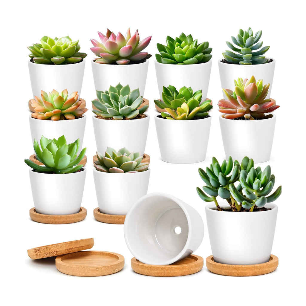 T4U Small Succulent Pots 12 Pack, Mini Flower Planters with Drainage White