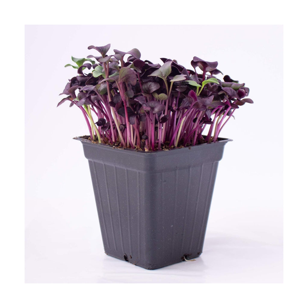Mountain Valley Seed Co Purple Radish Microgreens Seed - 1 Lb ~42,800 Seeds | Premium, Non-GMO - For Growing Micro