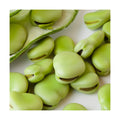 Mountain Valley Seed Co Fava Bean Seed Aquadulce 5 Lb 1200 Seeds Vicia faba | Non-GMO, Heirloom, Open Pollinated –