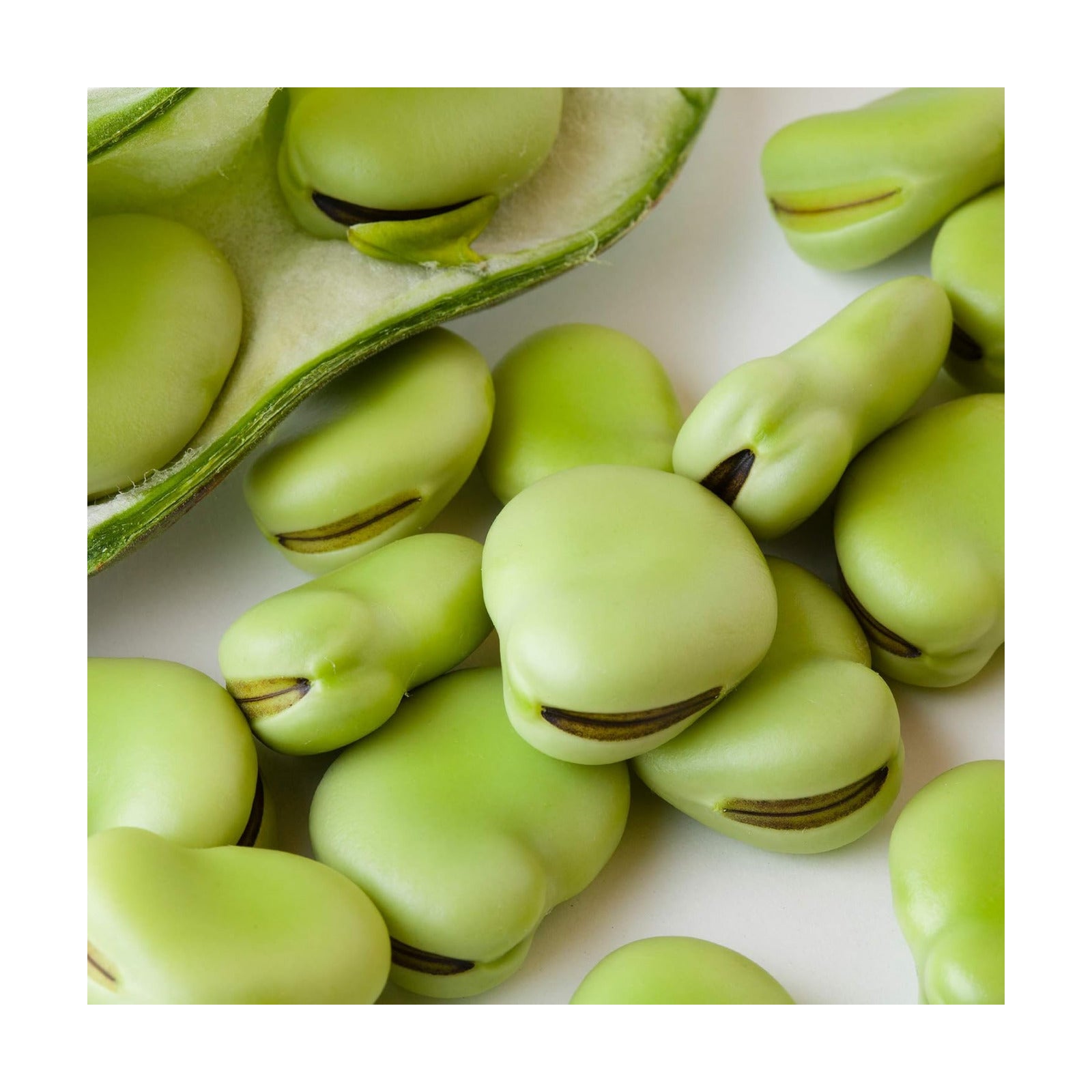 Mountain Valley Seed Co Fava Bean Seed Aquadulce 5 Lb 1200 Seeds Vicia faba | Non-GMO, Heirloom, Open Pollinated –
