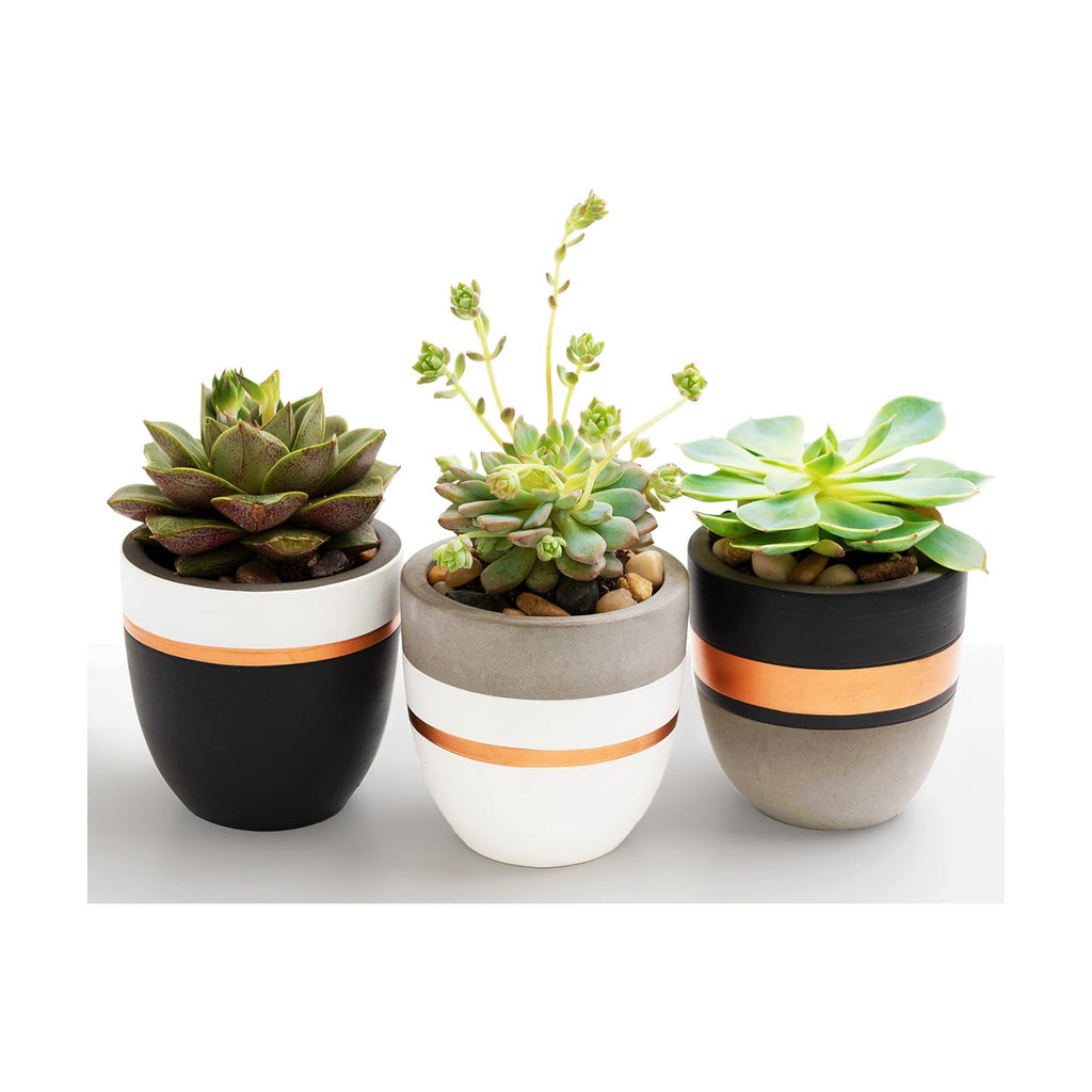 PASENITY Hand Painted Indoor Plant Pots, Set of 3 Modern Cement Succulent Pots with Drainage, Best Planters for Cactus