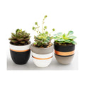 PASENITY Hand Painted Indoor Plant Pots, Set of 3 Modern Cement Succulent Pots with Drainage, Best Planters for Cactus