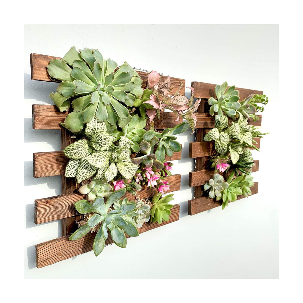 ShopLaLa Wall Planter - 2 Pack Wooden Hanging Succulent Wall Decor, Live Air Plants Orchids Wall Mounted Holder Frame