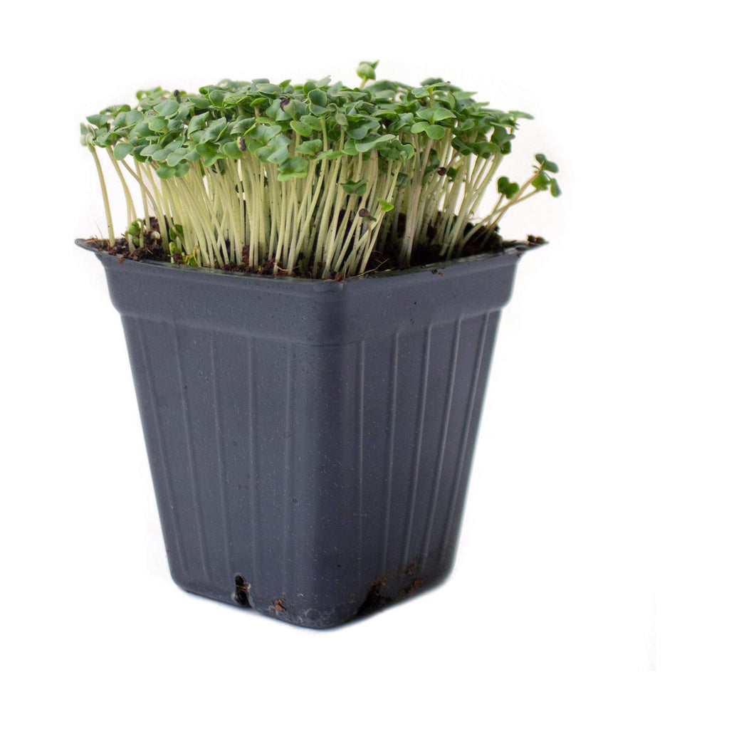 Mountain Valley Seed Co Broccoli Microgreens Seeds 1 Lb ~16,000 Seeds | Non-GMO - High Germination, Seed for Growing