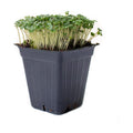 Mountain Valley Seed Co Broccoli Microgreens Seeds 1 Lb ~16,000 Seeds | Non-GMO - High Germination, Seed for Growing