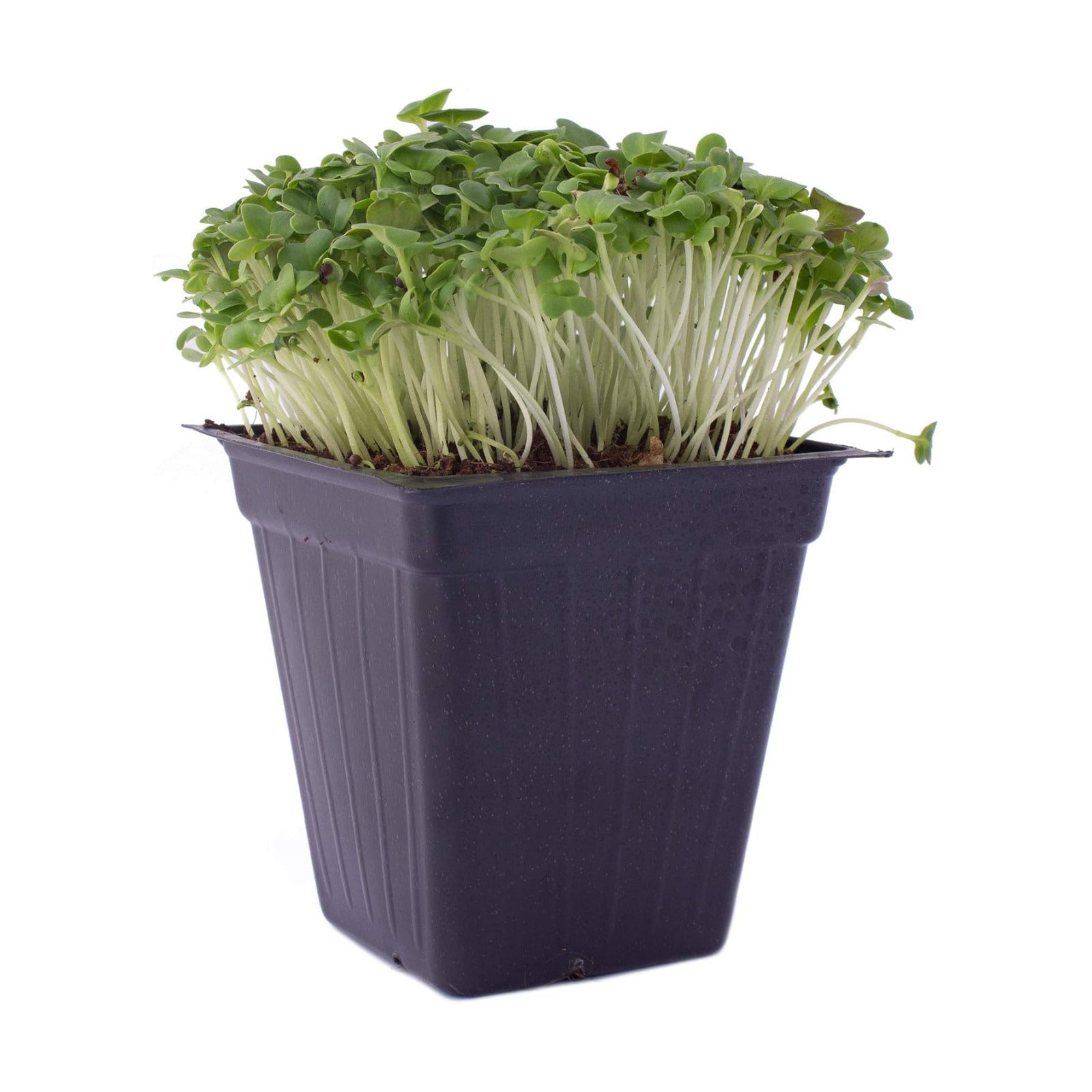 Mountain Valley Seed Co Green Cabbage Microgreens Seeds 1 Lb ~108,800 Seeds | High Germination, Non-GMO Seed for