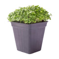 Mountain Valley Seed Co Kale Microgreens Seeds 1 Lb ~128,000 Seeds Non-GMO | Brassica oleracea - Seed for Growing Micro