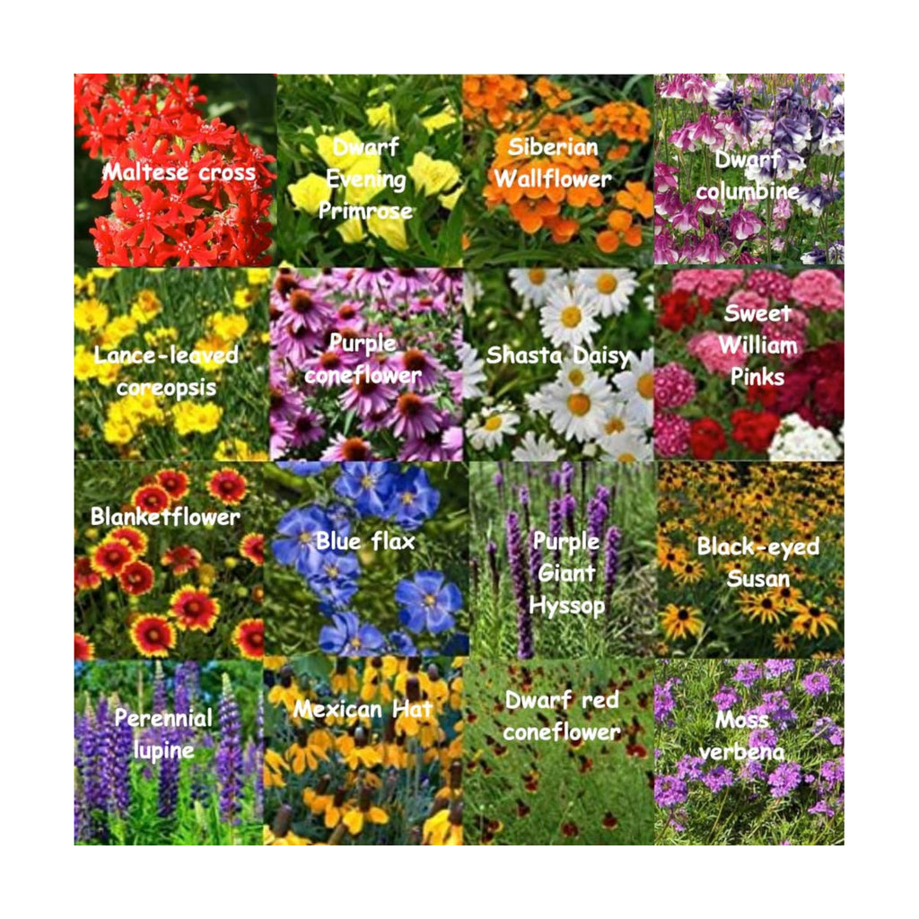 All US Zones All Perennial Wildflower Seed Mix 1/4 Pound Covers 500 sqft Non-GMO Includes Drought Tolerant Species