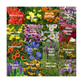 All US Zones All Perennial Wildflower Seed Mix 1/4 Pound Covers 500 sqft Non-GMO Includes Drought Tolerant Species