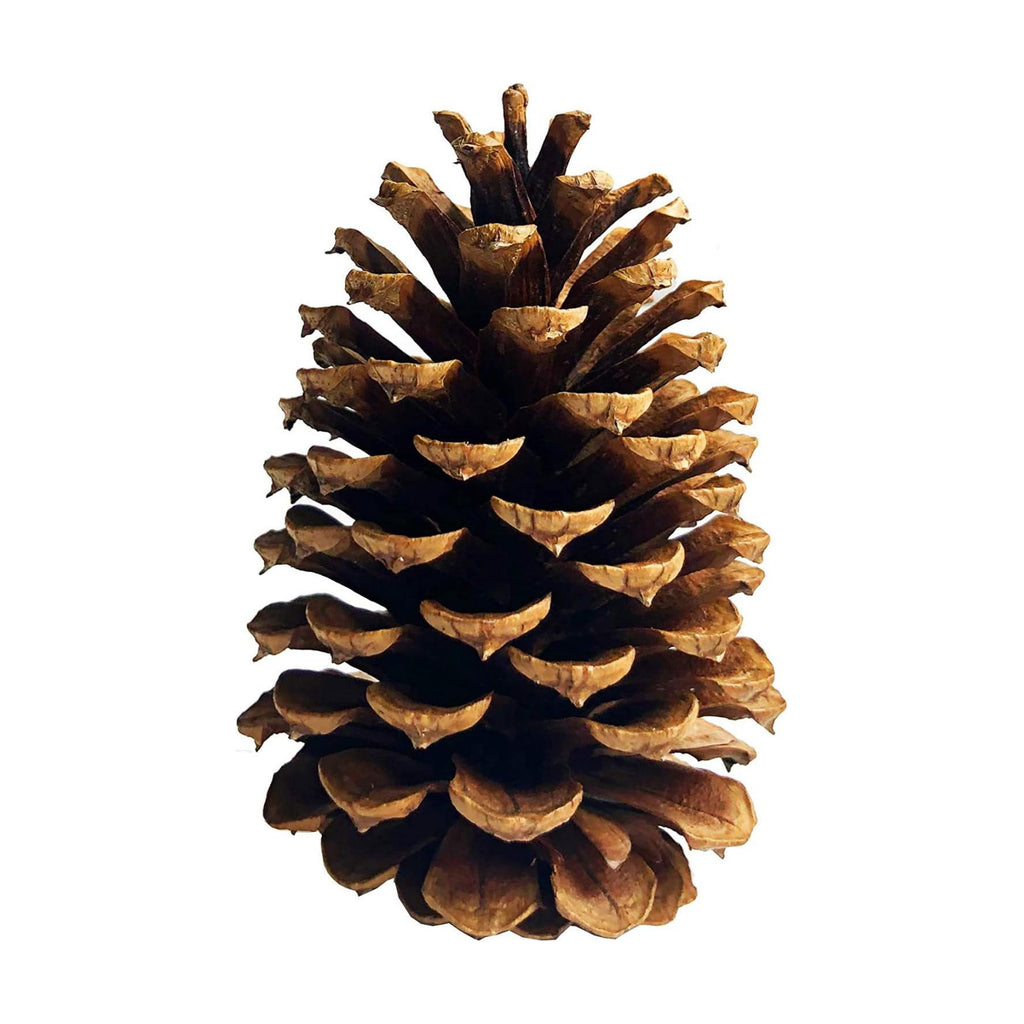 DKKRRNT PineCones Tall Bulk Package All Natural,Real Preserved Pine Cones Big Pinecones and Perfect Natural Pine Cones for Christmas Hanging Ornaments Bowl Vase Fillers (4.3-5.9 in(12pcs))
