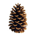 DKKRRNT PineCones Tall Bulk Package All Natural,Real Preserved Pine Cones Big Pinecones and Perfect Natural Pine Cones for Christmas Hanging Ornaments Bowl Vase Fillers (4.3-5.9 in(12pcs))