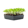 Mountain Valley Seed Co Lettuce Microgreens Seeds - 1 Lb ~400,000 Seeds | Grow Non-GMO Micro Lettuce & Baby Salad
