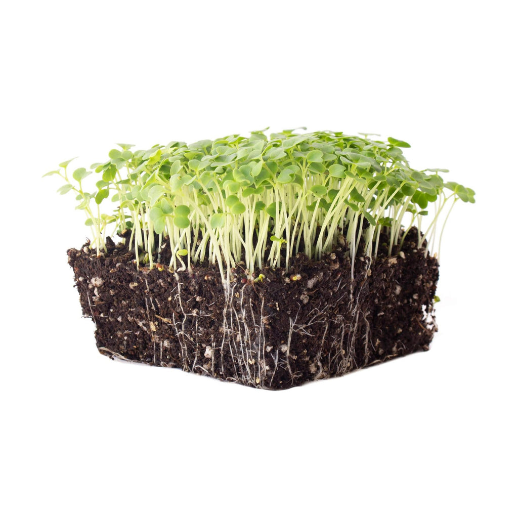 Mountain Valley Seed Co Green Mustard Microgreens Seeds - 5 Lb Bulk | 960,000 Seeds - Grow Non-GMO Micro Mustard Herb