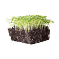 Mountain Valley Seed Co Green Mustard Microgreens Seeds - 5 Lb Bulk | 960,000 Seeds - Grow Non-GMO Micro Mustard Herb