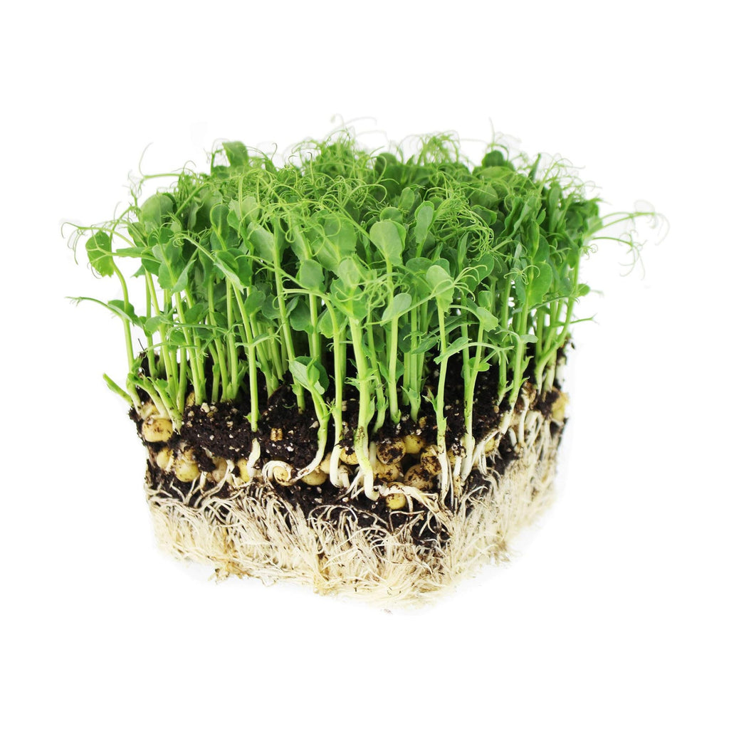 Mountain Valley Seed Co Tendril Pea Microgreens Seeds 5 Lb Bulk 7,200 Seeds | Non-GMO Peas Sprouting Seed for Vegetable