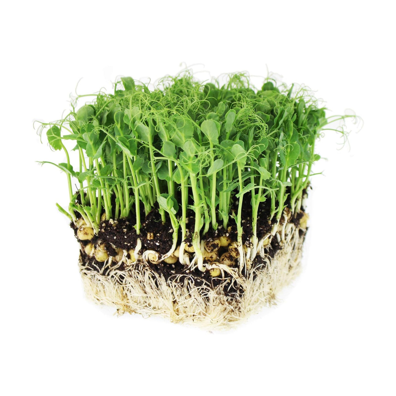 Mountain Valley Seed Co Tendril Pea Microgreens Seeds 5 Lb Bulk 7,200 Seeds | Non-GMO Peas Sprouting Seed for Vegetable