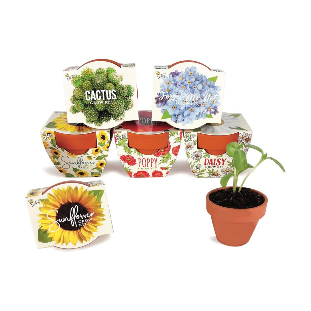BUZZY Seeds Daydream Collection Mini Terracotta Grow Kit 6-Pack - Mini Terracotta Pot Grow Set - 100% Grow Guarantee