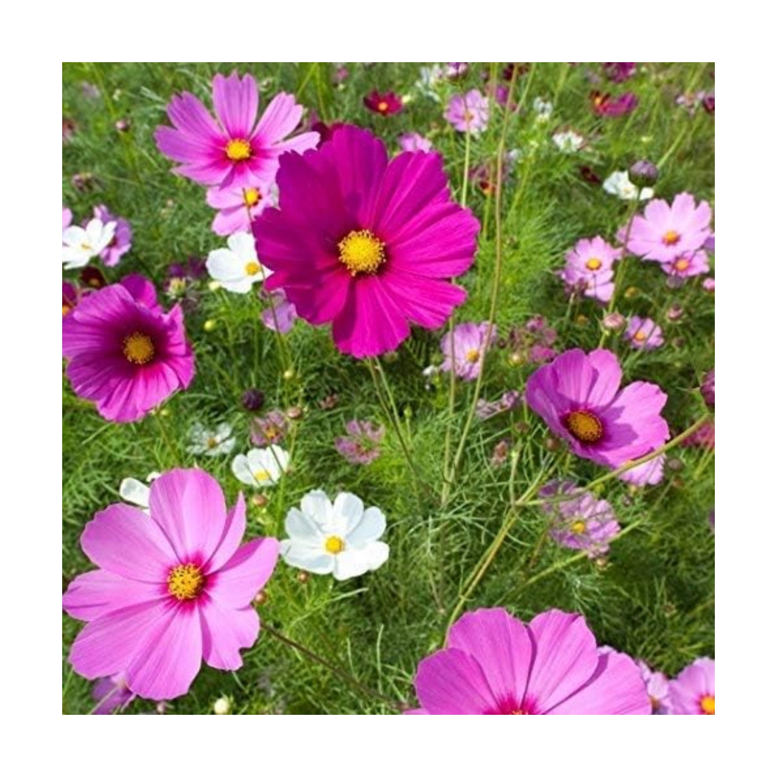Cosmos Seeds - Sensation Mix Cosmos Bipinnatus Non-GMO Bulk Wild Flower Seeds (1 Lb)