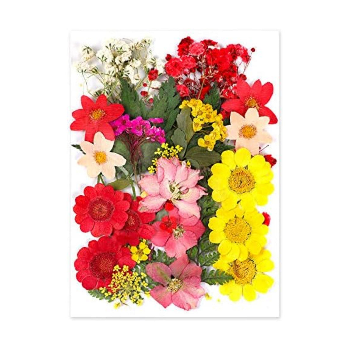 Augshy Dried Pressed Flowers, Natural Resin Flowers, Real Mixed Color Pressed Flowers, Colorful Dry Flowers for Resin Jewelry Nail Art Craft DIY