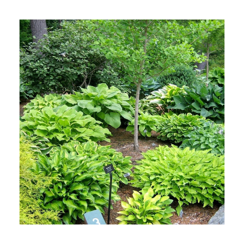 Fantastic Deal - 12 Bare Roots Hosta Plants - Mixed Heart-Shaped Hosta - Rich Green Foliage, Low Maintenance, Heart