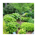 Fantastic Deal - 12 Bare Roots Hosta Plants - Mixed Heart-Shaped Hosta - Rich Green Foliage, Low Maintenance, Heart