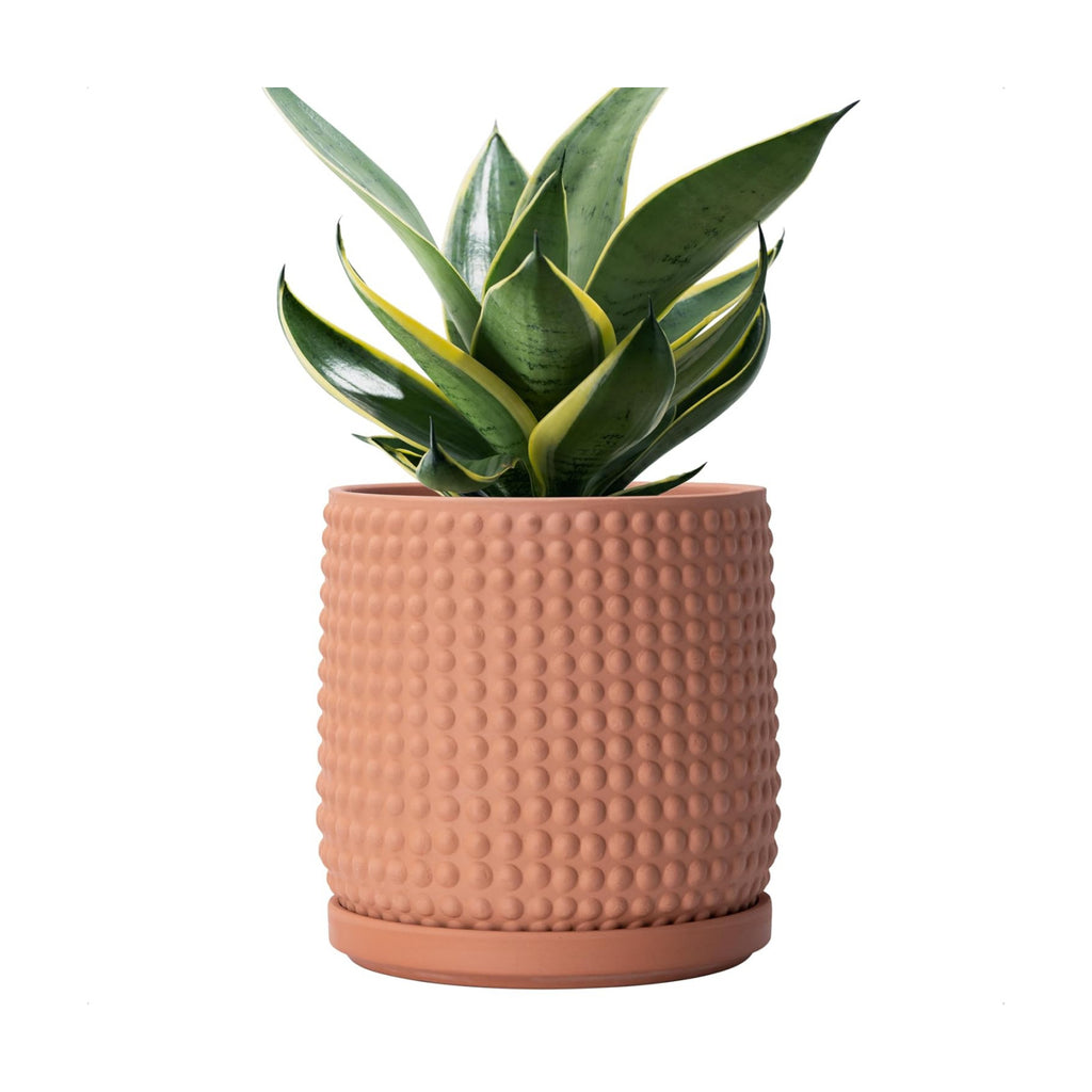 D'vine Dev Beaded Terracotta Pot with Saucer, 6 in, Terra Cotta, 27-C-X-7 | Embossed Dot Texture, Smooth Glazed Finish