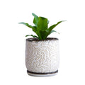 D'vine Dev Embossed Leaves Ceramic Planter, 5 in, Smoked White, 27-A-V-1 | Nature-Inspired Leaf Pattern, Handcrafted