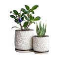 D'vine Dev 2-Pack Embossed Leaves Planter, 4/6 in, Smoked White, 27-B-U-1 | Nature-Inspired Leaf Pattern, Handcrafted