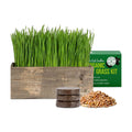 The Cat Ladies Cat Grass Kit Complete with Rustic Wood Planter, Organic Seed and Soil. Easy to Grow - Great for Indoor