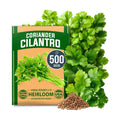 HOME GROWN Cilantro Coriander Seeds, 500+ Seeds