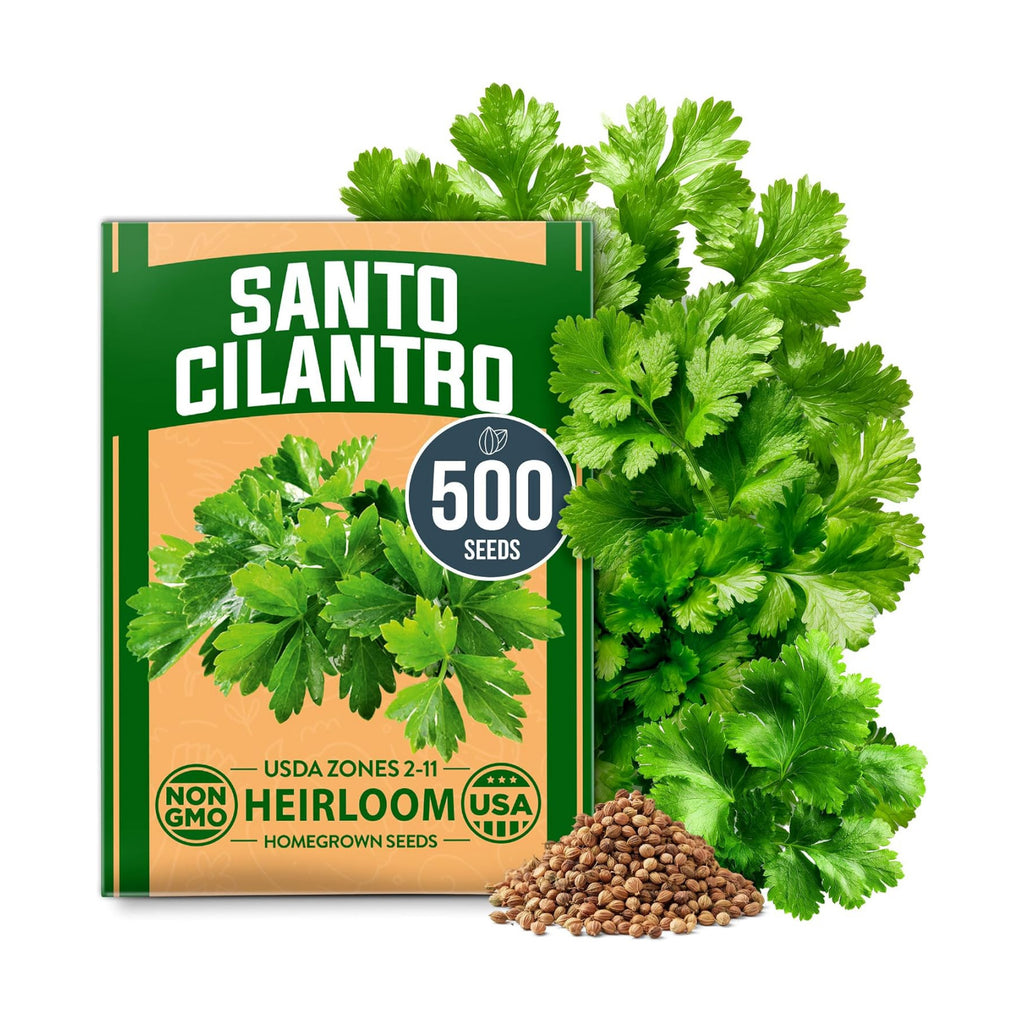 HOME GROWN Santo Cilantro Coriander Seeds, 500+ Seeds