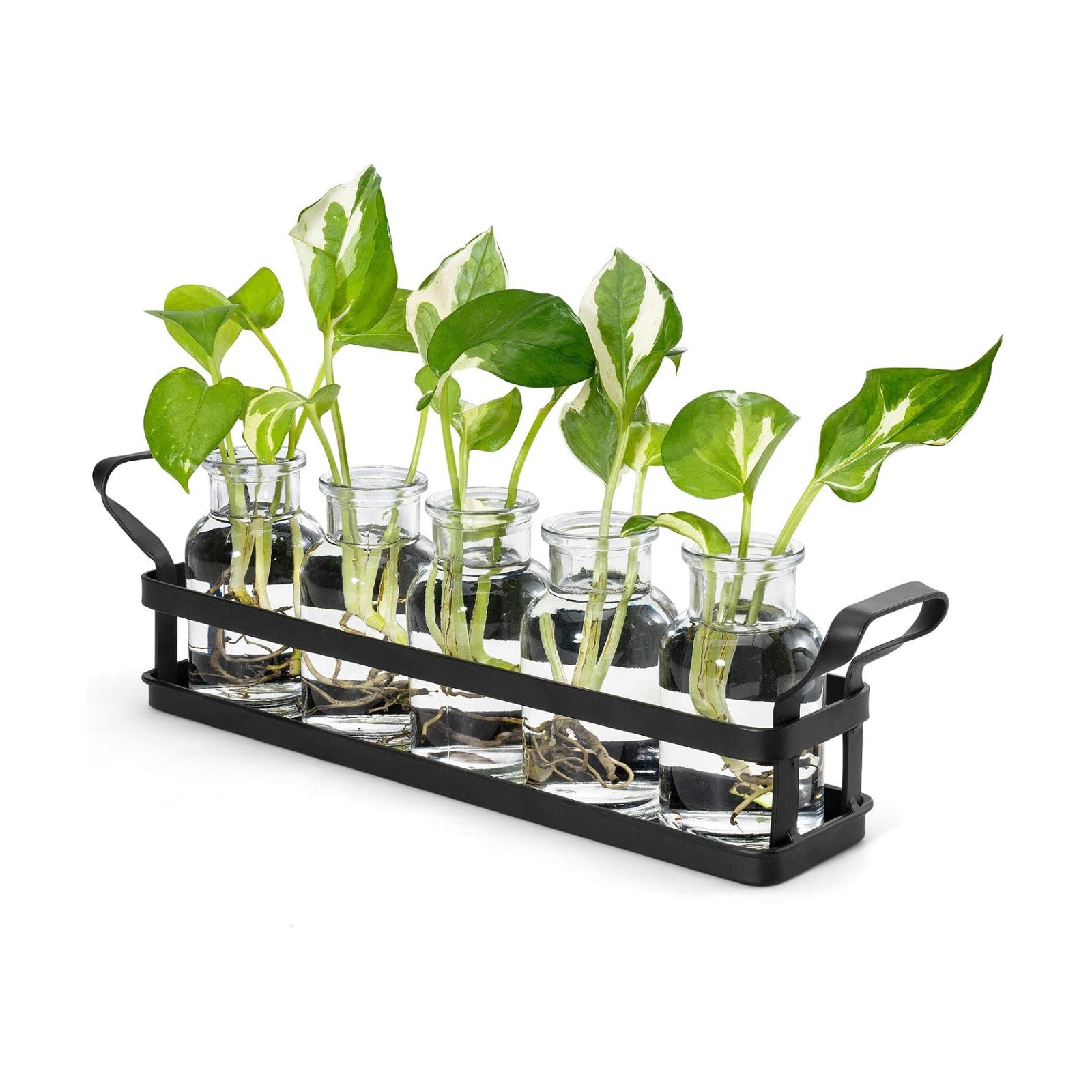 Mkono Propagation Stations, 5 Jars Desktop Glass Plant Terrarium with Stand | Flower Vase, Hydroponic Cuttings, Easy