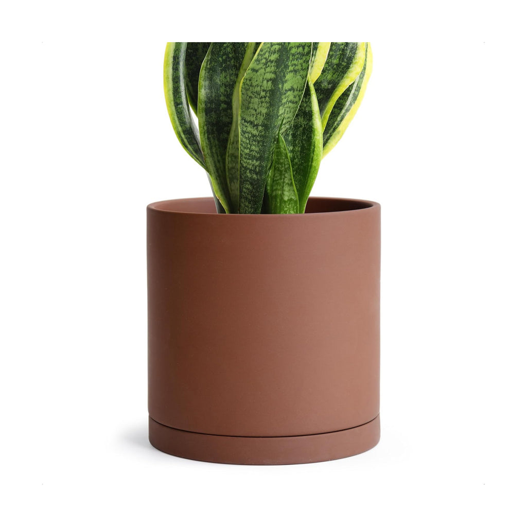 D'vine Dev Rust Terracotta Plant Pot with Saucer, 6 in, 40-V-C-3 | Classic Cylinder Shape, Natural Clay Texture, Porous