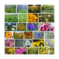 Mountain Valley Seed Co Meadow Mix Wildflower Seeds 1 Lb 26 Annual Non-GMO | Perennial Varieties for Pollinators Bee