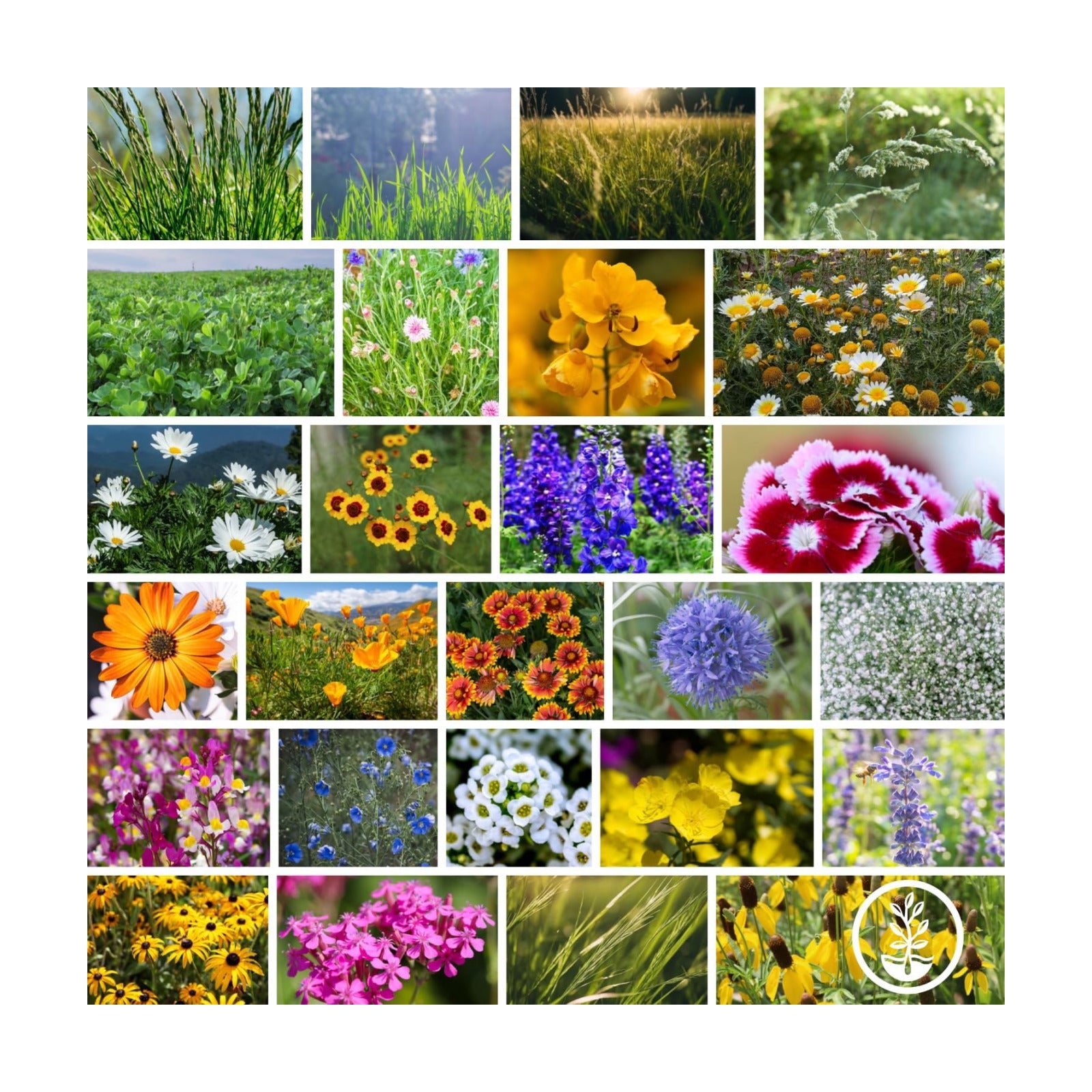 Mountain Valley Seed Co Meadow Mix Wildflower Seeds 1 Lb 26 Annual Non-GMO | Perennial Varieties for Pollinators Bee