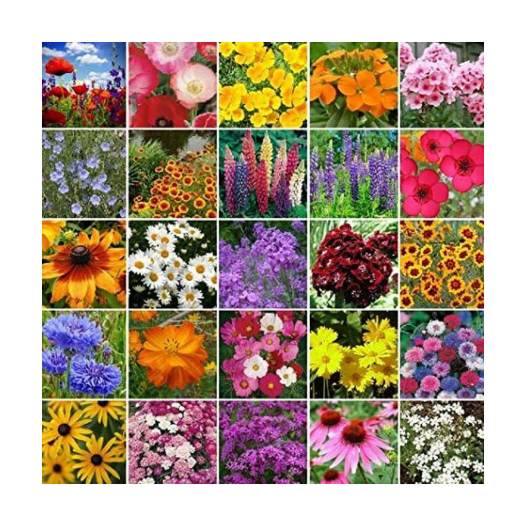Northeast Wildflower Seed Mix (1 Lb) - 25 Species, Non-GMO, 60% Annual 40% Perennial, 500-1,000 Sq Ft Coverage