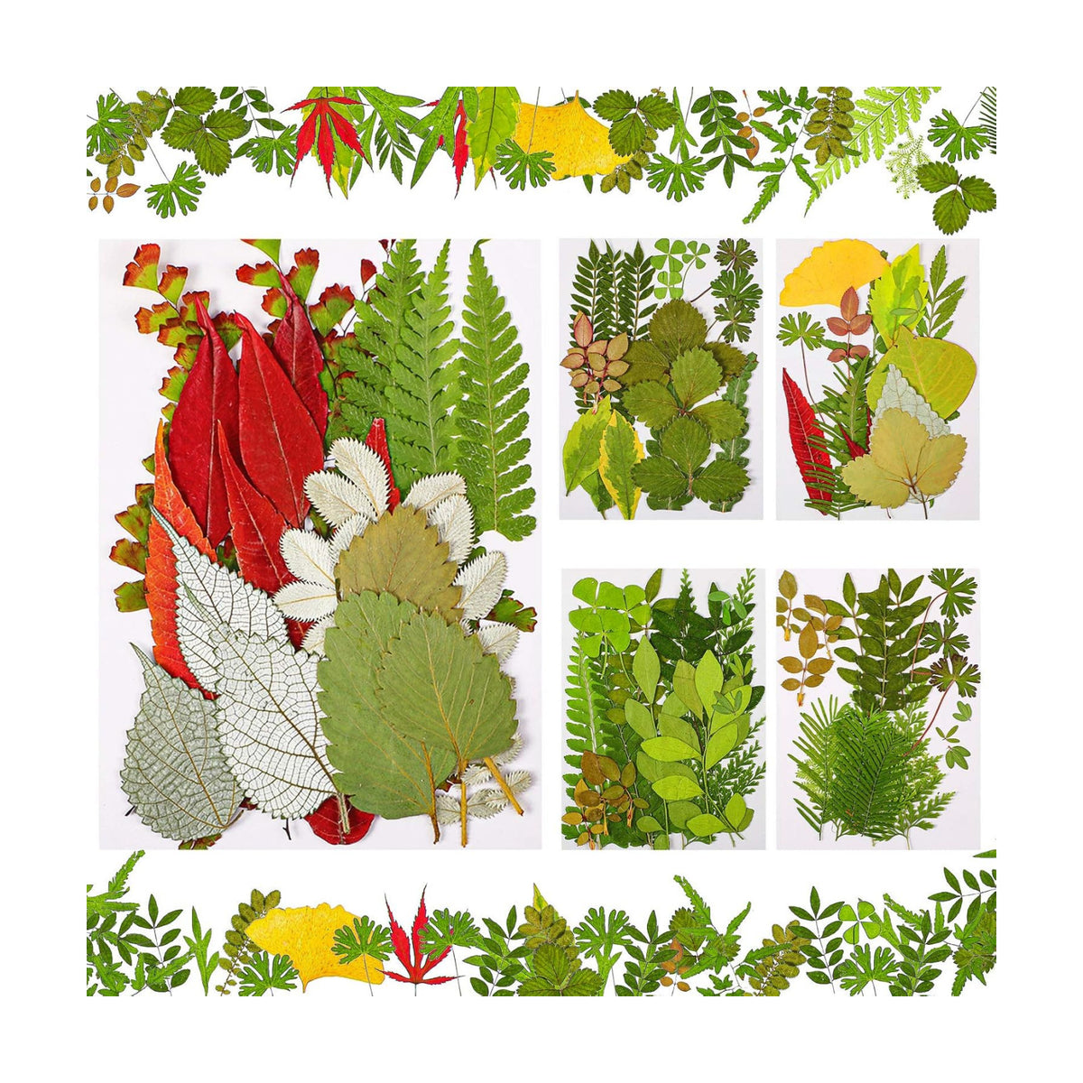 Nuanchu 99 Pieces Bulk Assorted Pressed Leaves for Crafts, 5 Pack, Classic