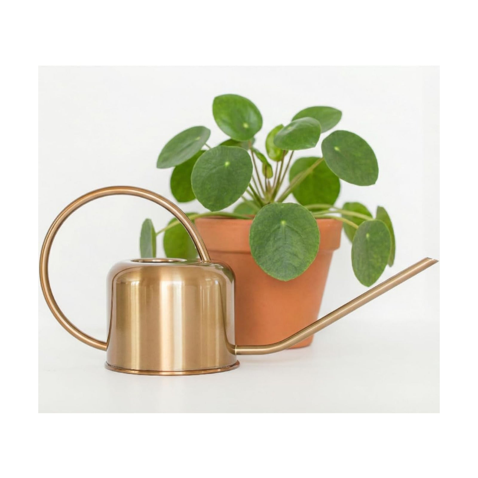 Stainless Steel Houseplant Watering Can, Brushed Gold, 1L Capacity