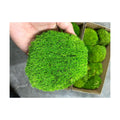 Preserved Pole Moss Pillow Bun Cushion Natural Green Decorative Real Natural Green DIY Kit Terrariums Gardenning Art