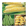 Park Seed 3 Sisters Collection – Grow Corn, Beans & Squash Together for Mutual Support, Includes Ambrosia Corn, Algarve