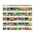 Vegetable and Herb Seeds Variety Pack for Home Garden Planting, AB