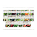 Bentley 20 Pack Garden Seeds for Planting - Non GMO Vegetable Variety Pack for Indoor and Outdoor Growing