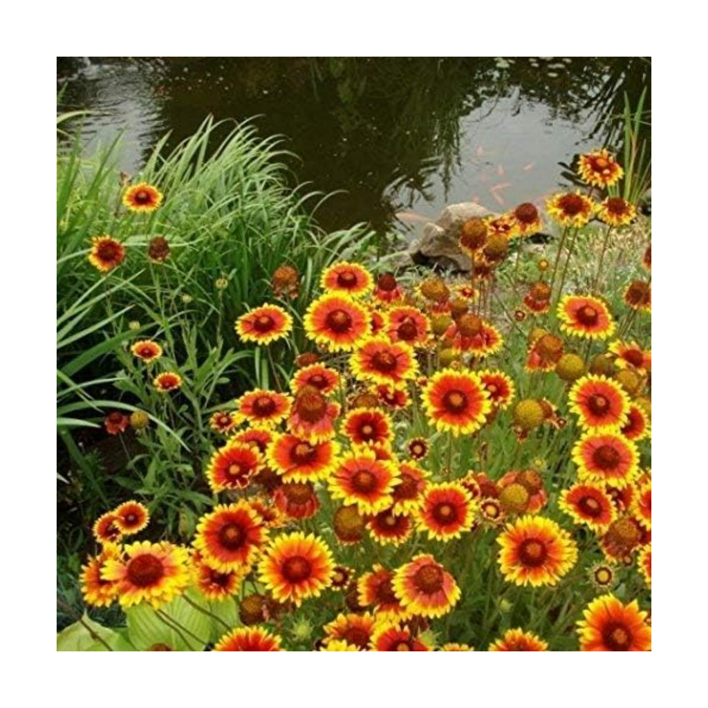 Non GMO Bulk Annual Gaillardia Blanket Flower Seed - Gaillardia Pulchella (1 Lb) North American Native Wildflower