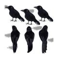 ATDAWN 6 Pack Halloween Black Feathered Crows, Realistic Halloween Birds Decoration for Spooky Décor