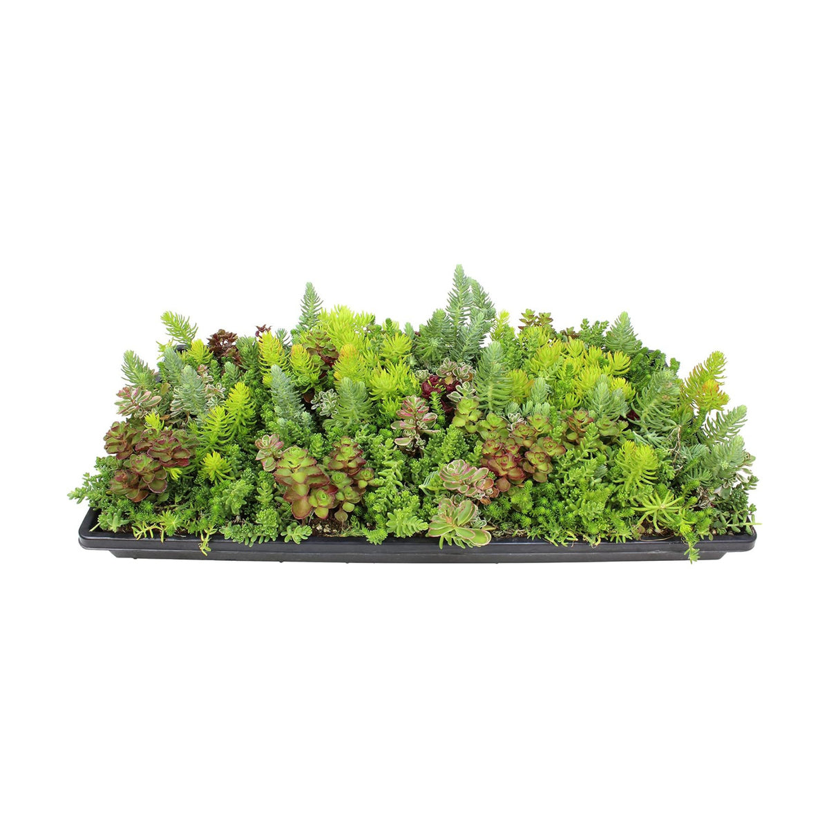 10 in. x 20 in. Sedum Groundcover Mat, Non-toxic Hardy Stonecrop for Landscaping, Live Succulents, Pet Friendly Plants