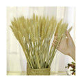 TooGet 200 Stems Dried Wheat Sheaves Stalks Bouquet Bundles, Natural Ear of Wheat Grain Flowers Dry Grass Bunch DIY Arrangements for Home Wedding Store Decorative